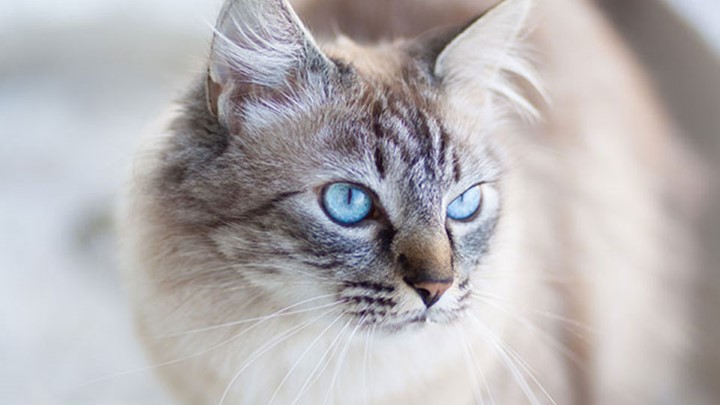 How to Tell if Your Cat is Blind or Deaf Medivet