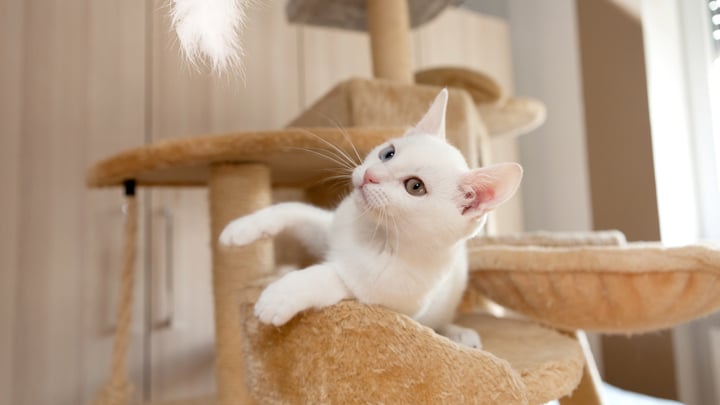 How to Stop Cats from Scratching Furniture Carpet Medivet