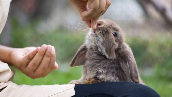 Rabbit flea treatment pets at home hotsell