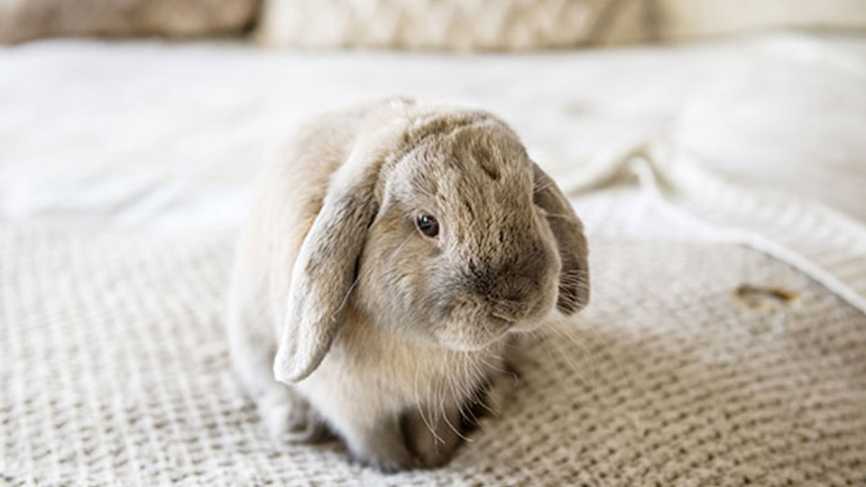 Why do Some Rabbits Have Lop Ears?