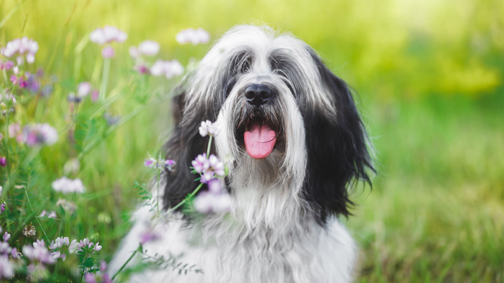 Are flower bulbs sales poisonous to dogs