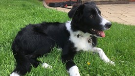 Bonnie dog lying on grass outside