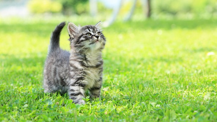 Kitten Vaccinations When to Vaccinate your Kitten Medivet