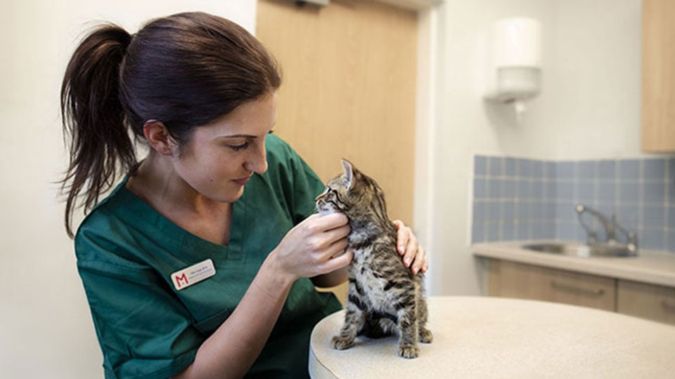 Veterinarian cat store