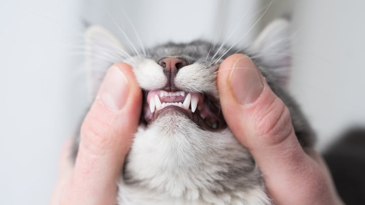 Human toothpaste for cats best sale