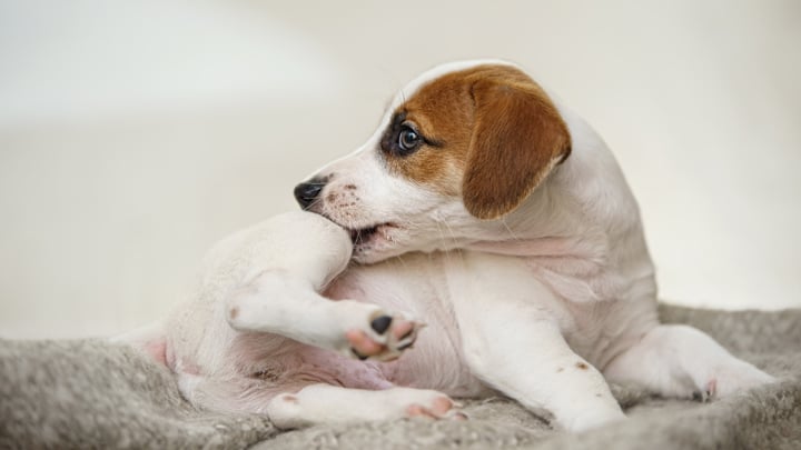 Medication for skin allergies in clearance dogs