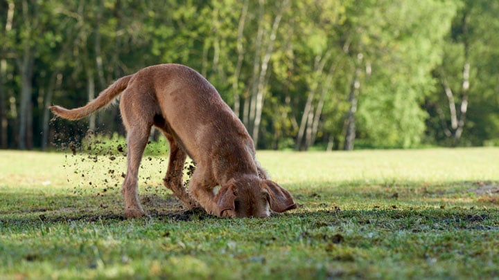 Lungworm treatment for store puppies