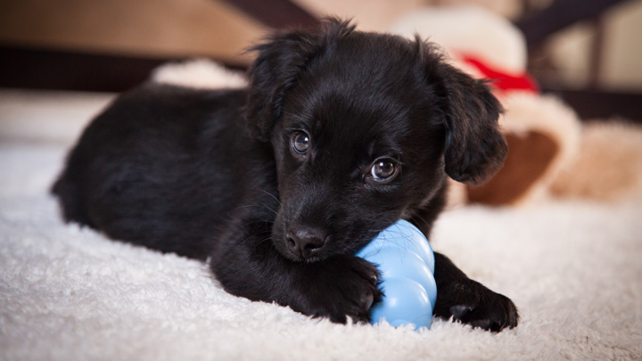 Puppy biting out of hot sale control