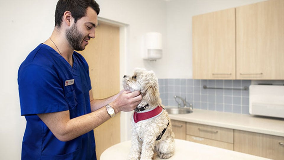 Dog store at vet