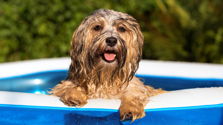 Cool down dog store in hot weather