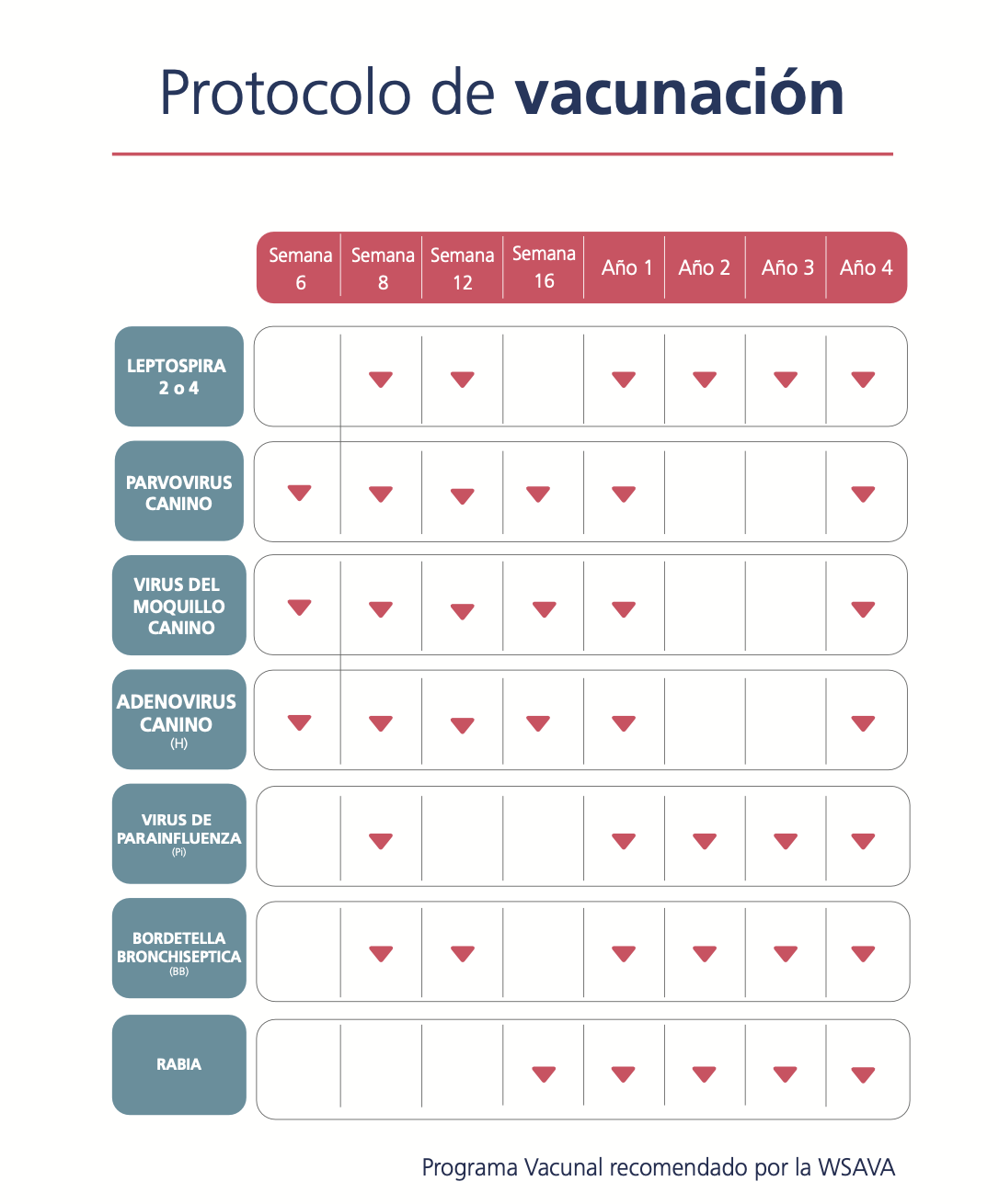 calendario vacunacion perros
