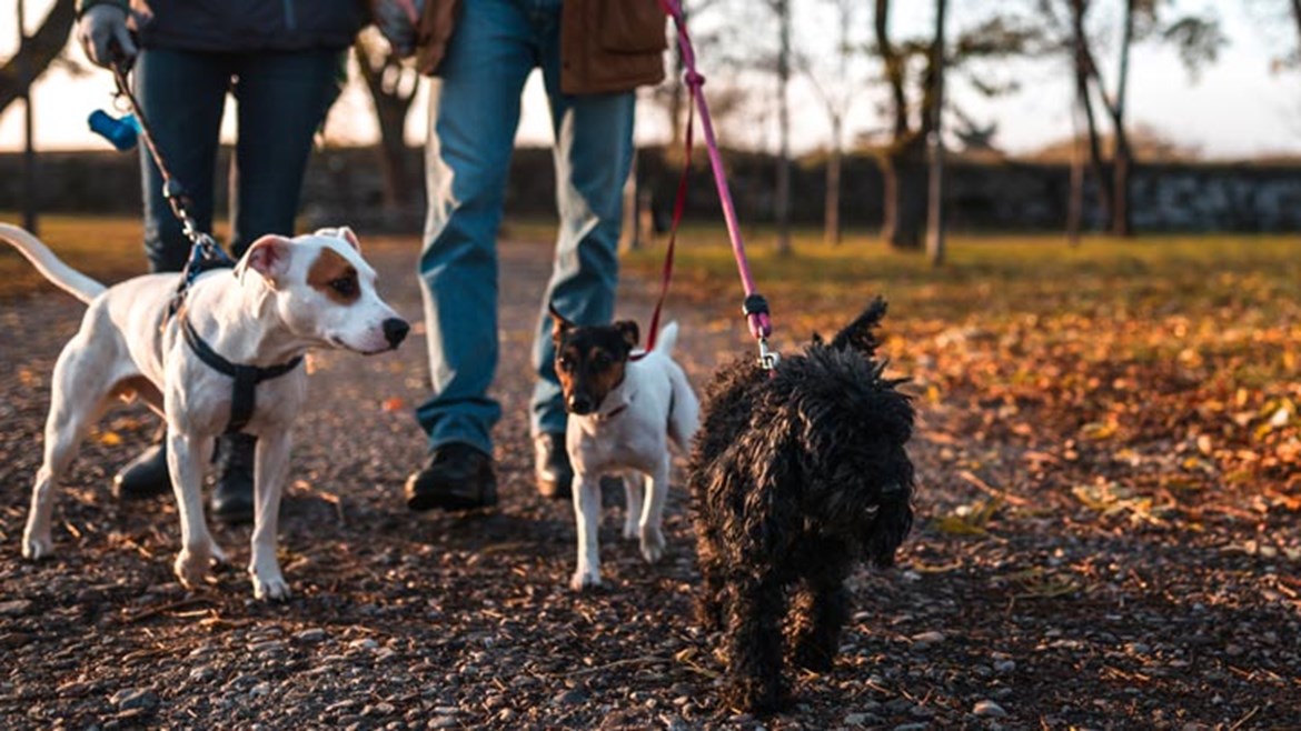 9 New Year’s Positive Resolutions for Pets in 2024 | Medivet