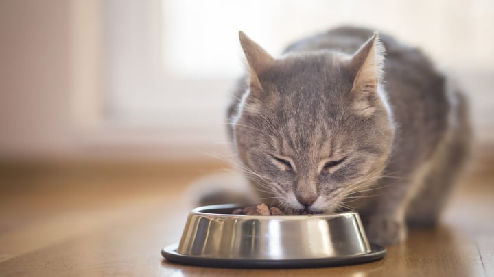 Obesity in Cats What to do if your Cat is Overweight Medivet