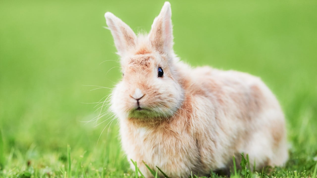 Rabbit urinary tract infection natural treatment best sale