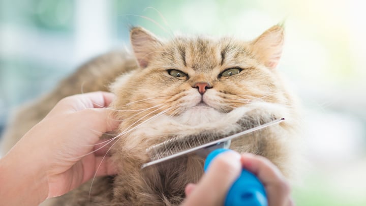 Kitty grooming store