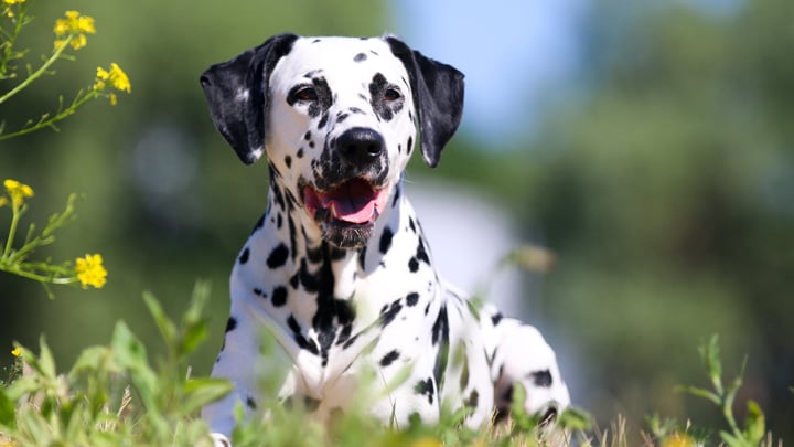 se puede vacunar a un perro contra la rabia antes de tiempo