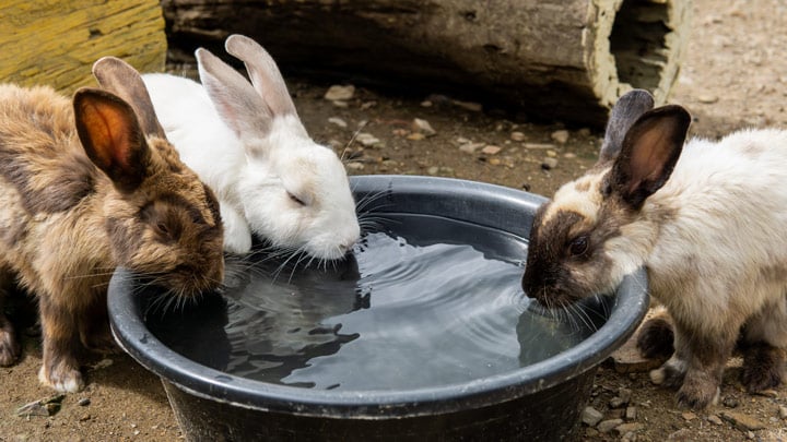 Battery heated water store bottle for rabbits