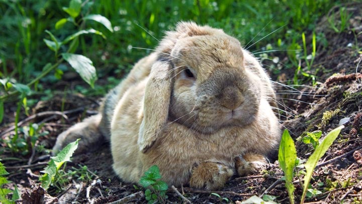 Looking after a rabbit hot sale outdoors