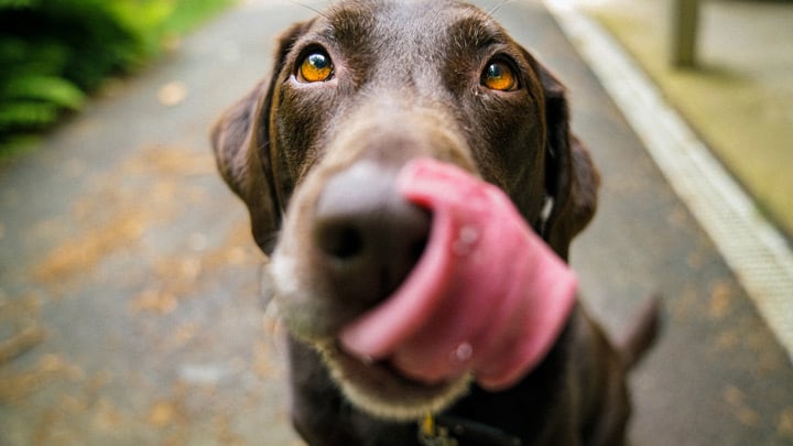 dog licking lips_small.jpg