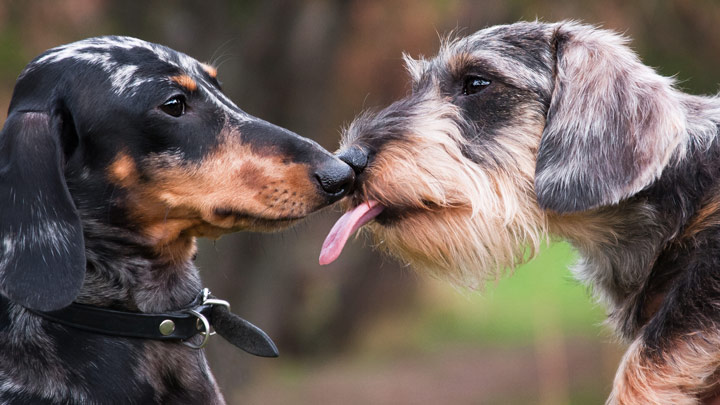 Cough medicine outlet for kennel cough