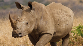 Two rhinos in Africa