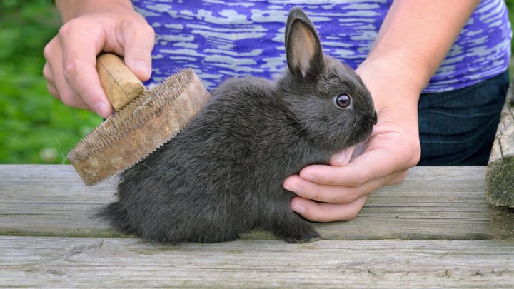 How to Groom a Rabbit Bath Brush Nail Clipping Medivet