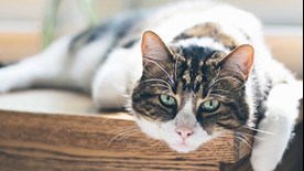 cat relaxing on the table