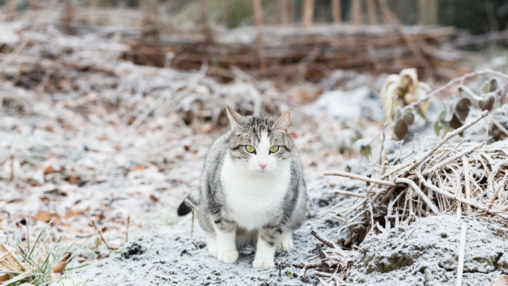 Cats in cold store weather