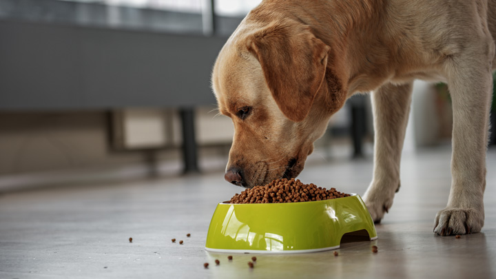 Dog shop trying food