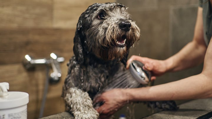 Wet dog hot sale grooming