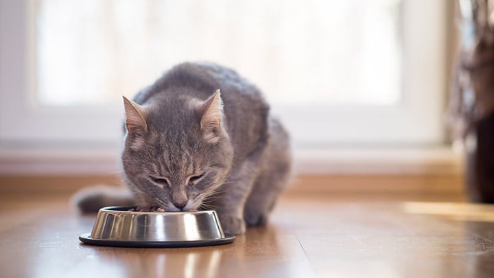 High calorie foods for 2025 cats with kidney disease