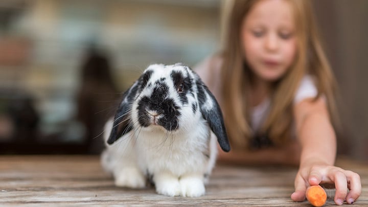 Is rabbit food bad for outlet dogs