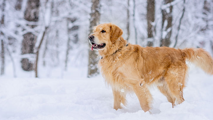 Walking dog hot sale in snow