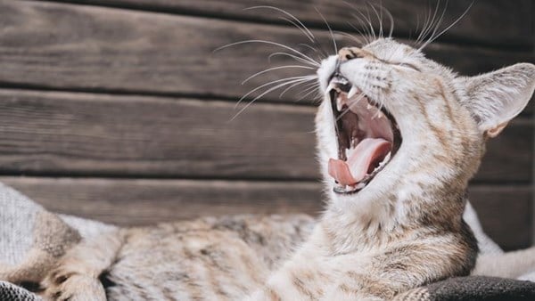 Yawning cat