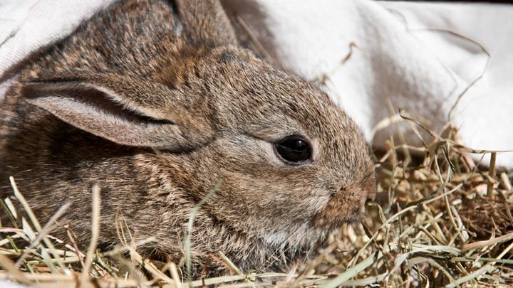 Heated rabbit watering outlet system