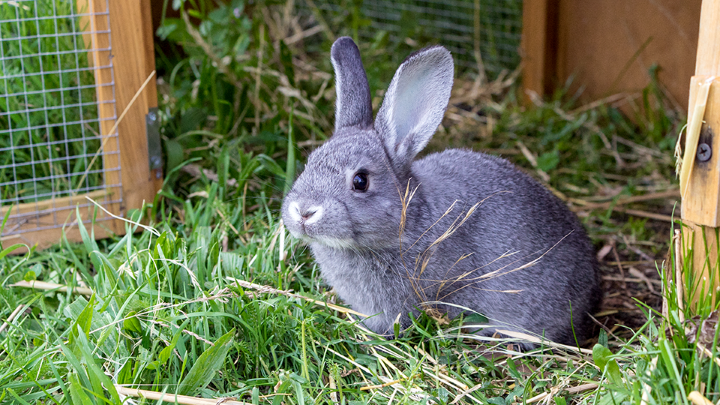 The Importance of Exercise – An Overview of Rabbit Exercise and Activity –  Pets.ie