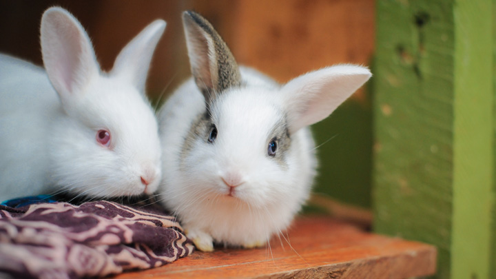 Natural flea clearance treatment for rabbits