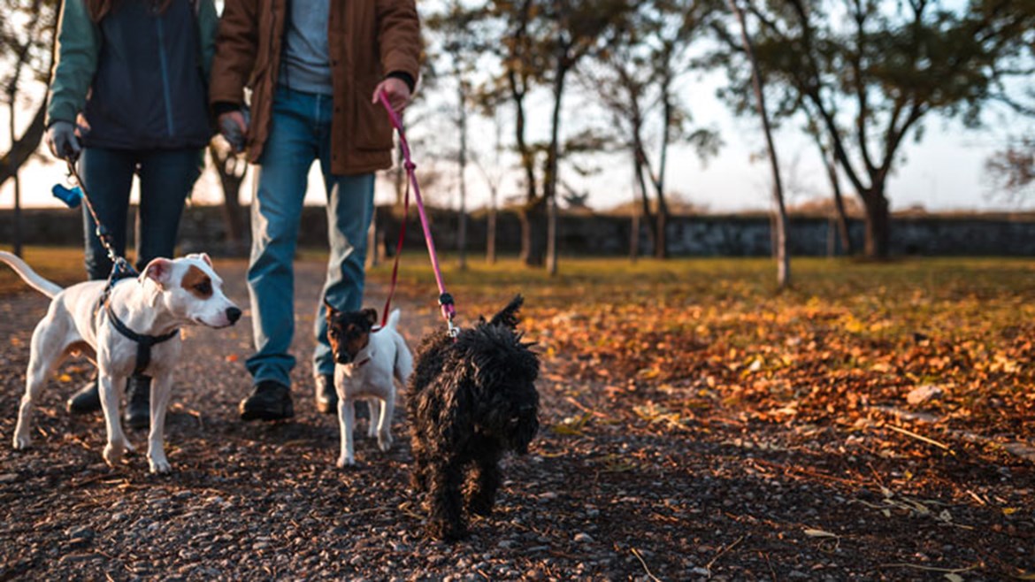 Tips & Dangers when Walking your Dog in Autumn | Medivet