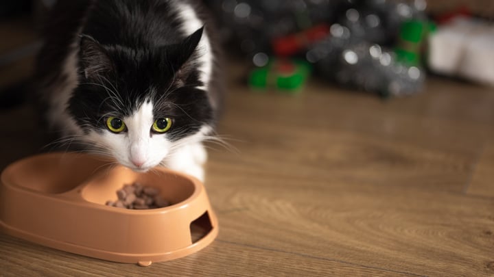 Christmas Dinner for Dogs Cats What Can Pets Eat Medivet