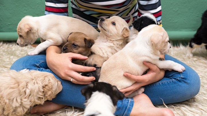 Can puppies hot sale meet vaccinated dogs